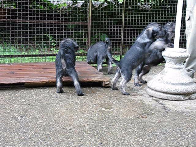 MVI_4124 001_0004.jpg - All'assalto!